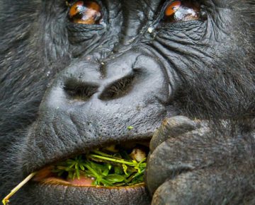 Titus Gorilla Family