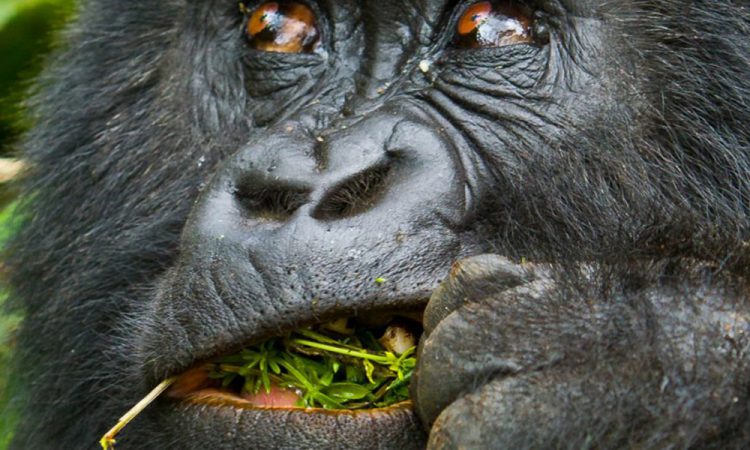 Titus Gorilla Family