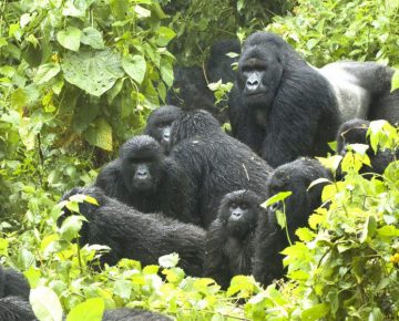 Ugenda Gorilla Family