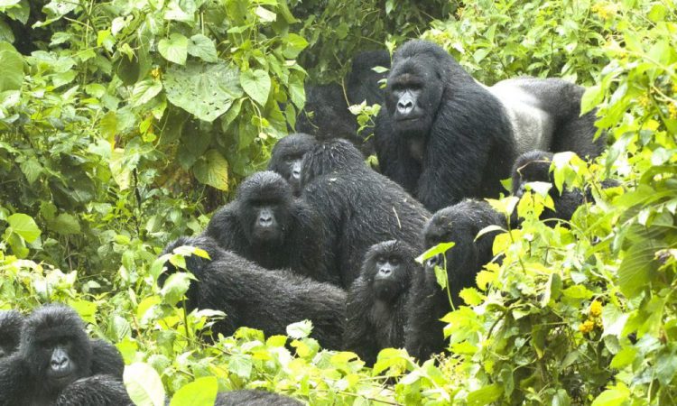 Ugenda Gorilla Family