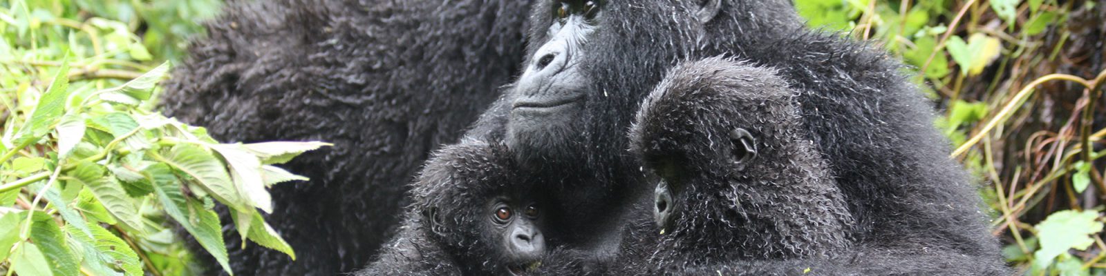 Umubano Gorilla Family