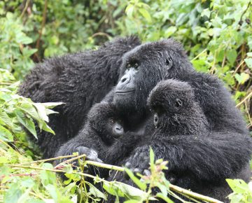 Umubano Gorilla Family