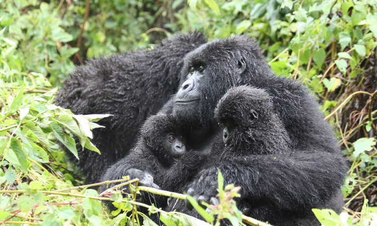 Umubano Gorilla Family