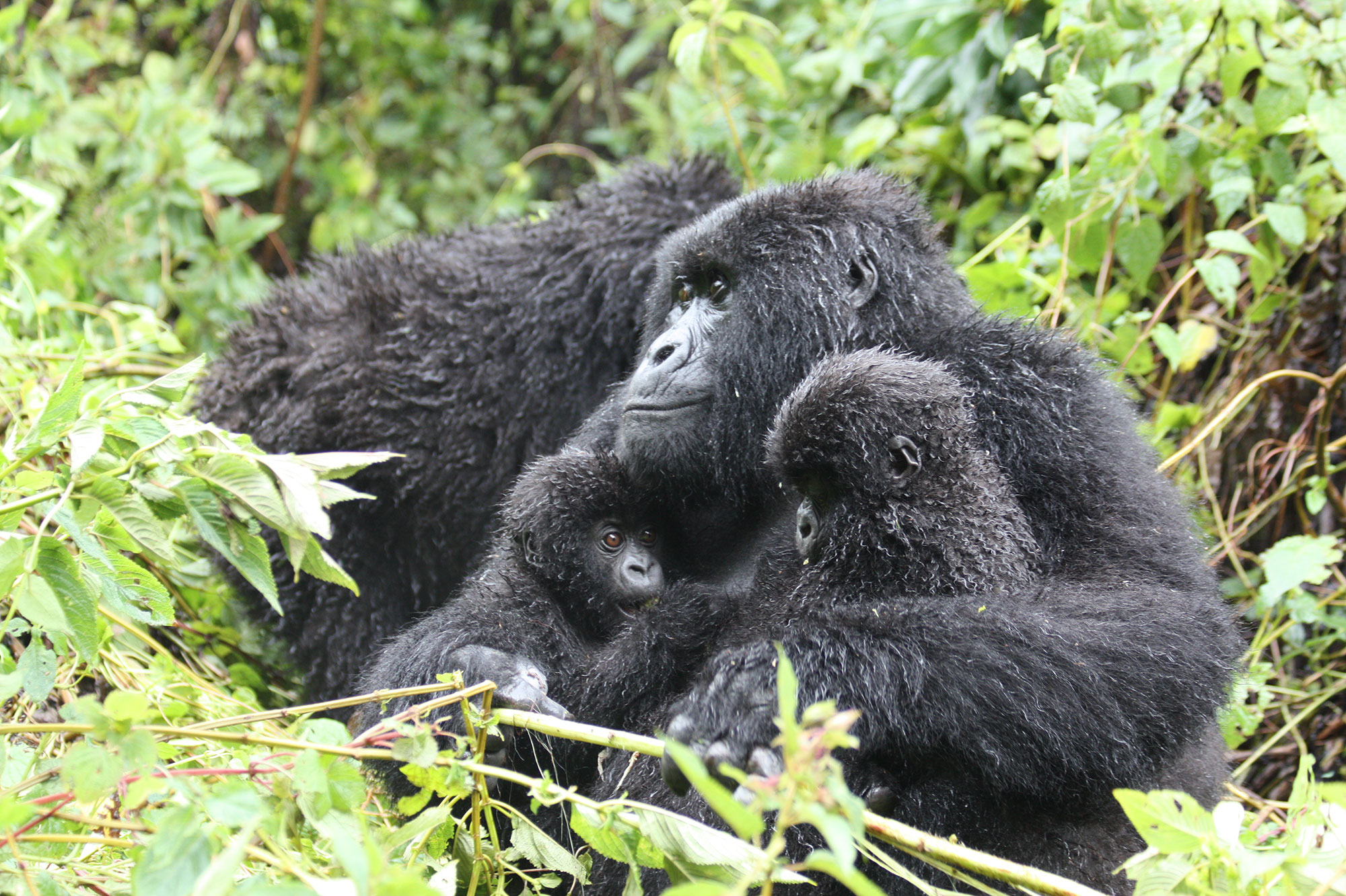 Uganda Gorilla Habituation Experience