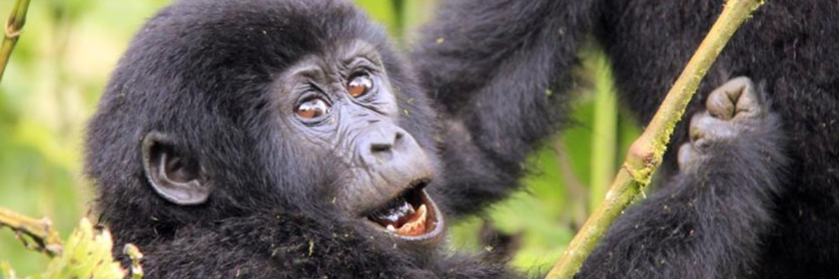 Best Places to see Gorillas in Africa