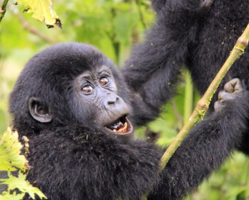 Best Places to see Gorillas in Africa