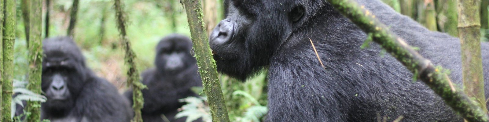 Katwe Gorilla Group
