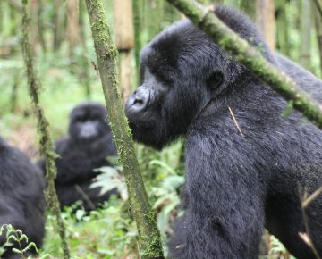 Katwe Gorilla Group
