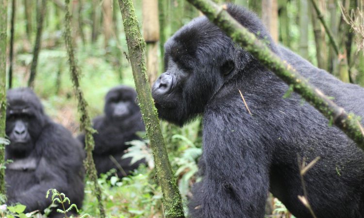 Katwe Gorilla Group
