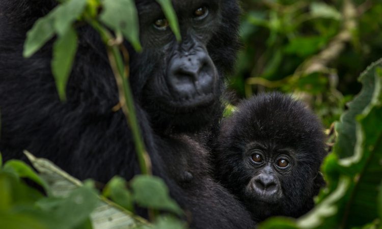 Mountain Gorilla Predators