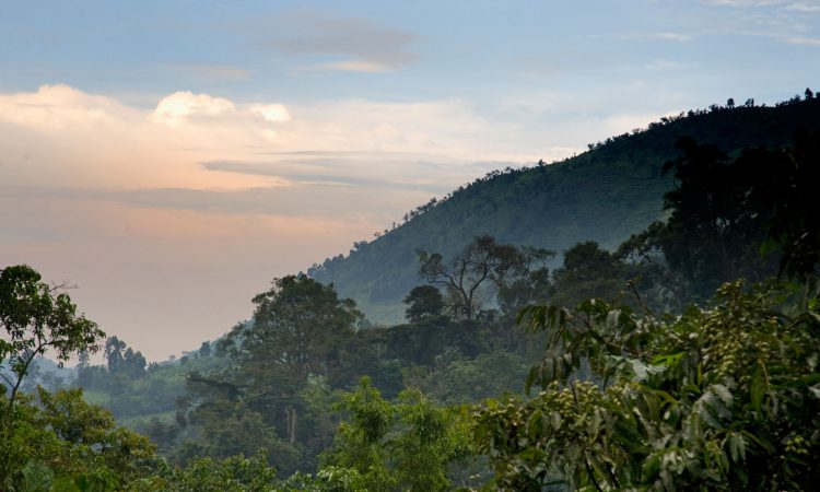 Sectors of Bwindi Impenetrable National Park