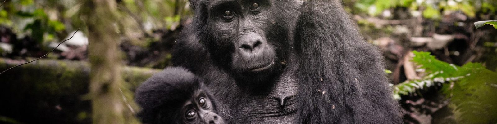When gorillas charge