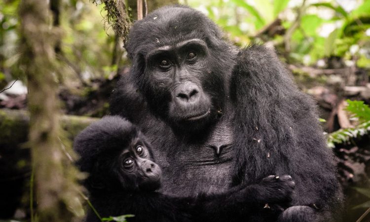 When gorillas charge