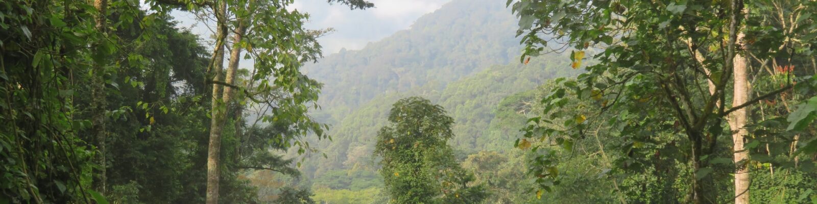 Bwindi Impenetrable National Park