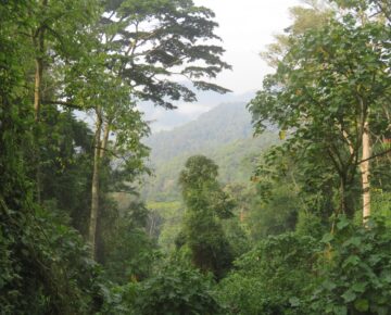 Bwindi Impenetrable National Park