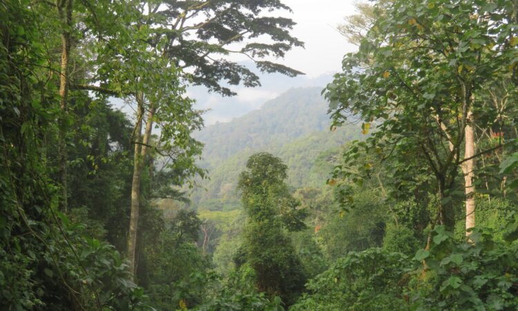 Bwindi Impenetrable National Park