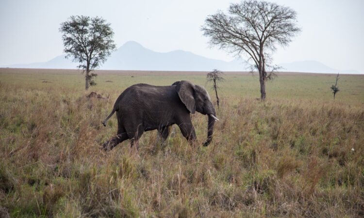 Kidepo Valley National Park