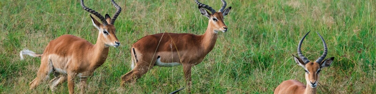 Game drives in Lake Mburo national park