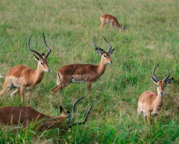 Game drives in Lake Mburo national park