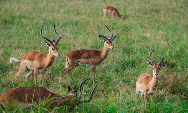 Game drives in Lake Mburo national park