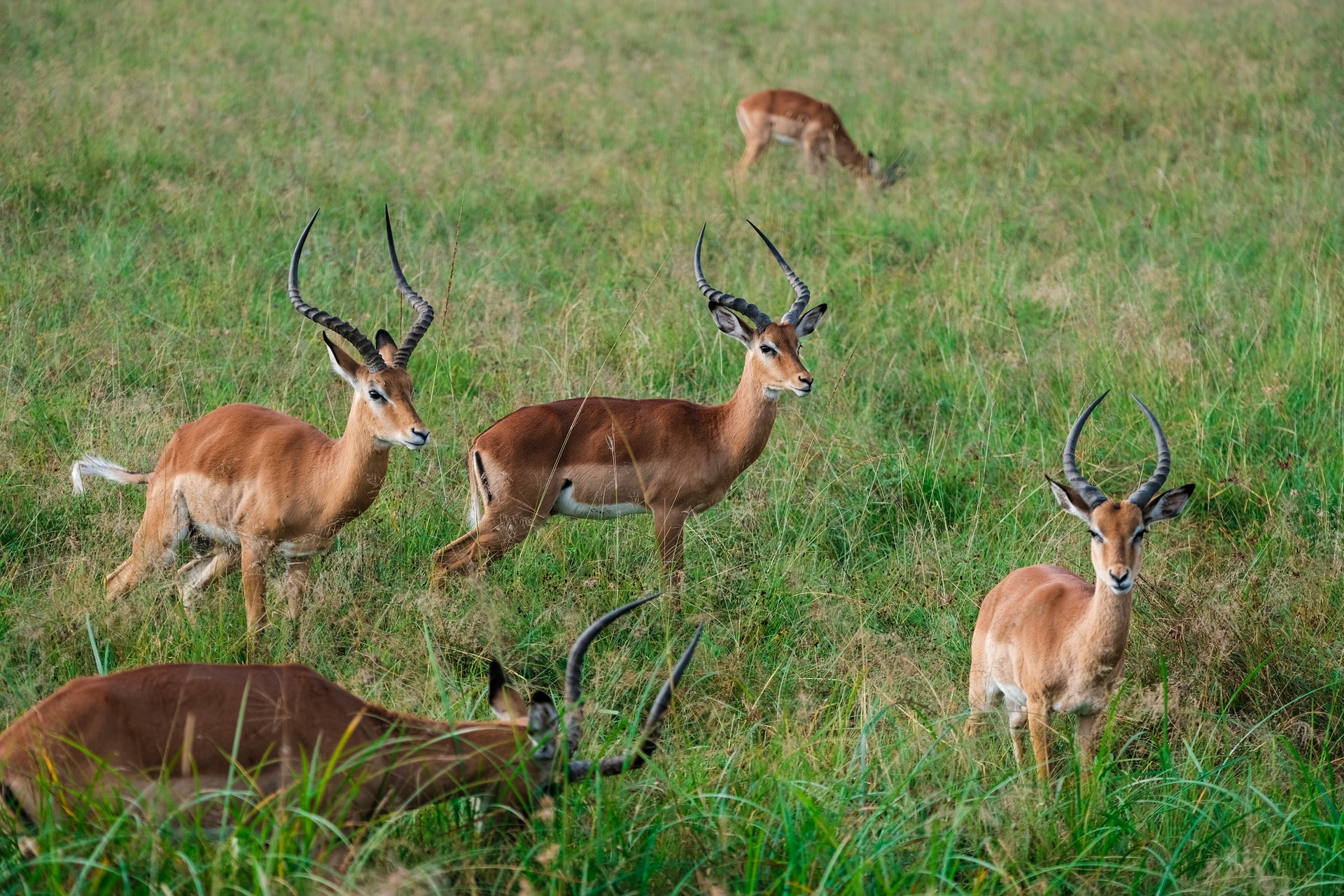Game drives in Lake Mburo national park