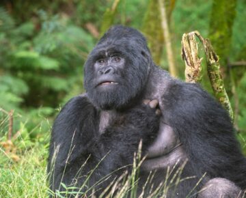 Mgahinga Gorilla National Park