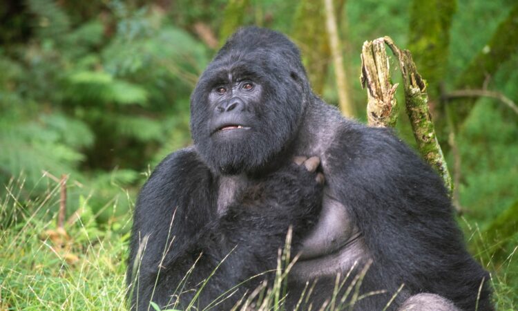 Mgahinga Gorilla National Park