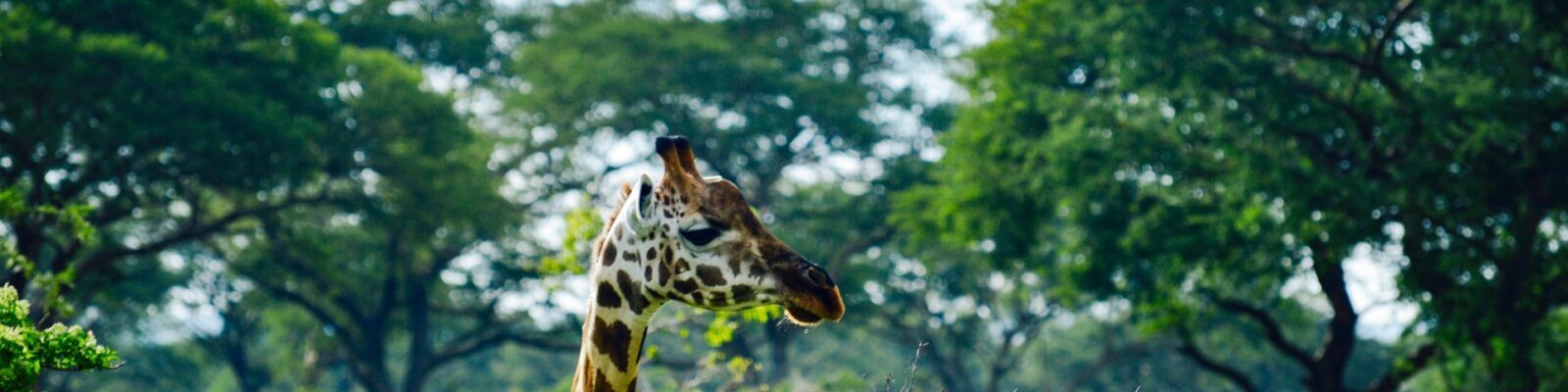 Murchison Falls National Park