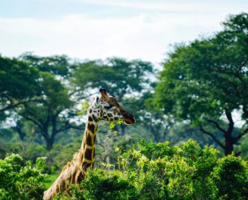 Murchison Falls National Park