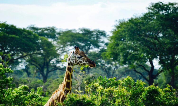 Murchison Falls National Park