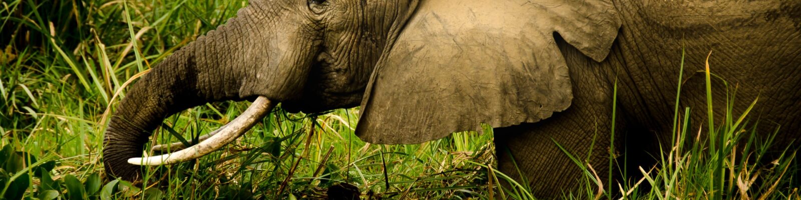 Game drives in Queen Elizabeth national park