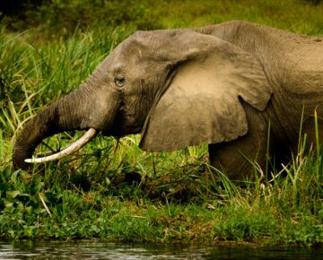 Game drives in Queen Elizabeth national park
