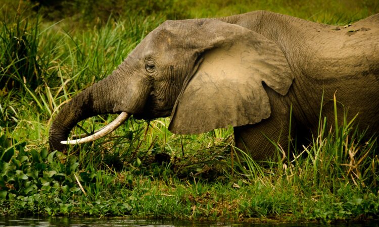Game drives in Queen Elizabeth national park