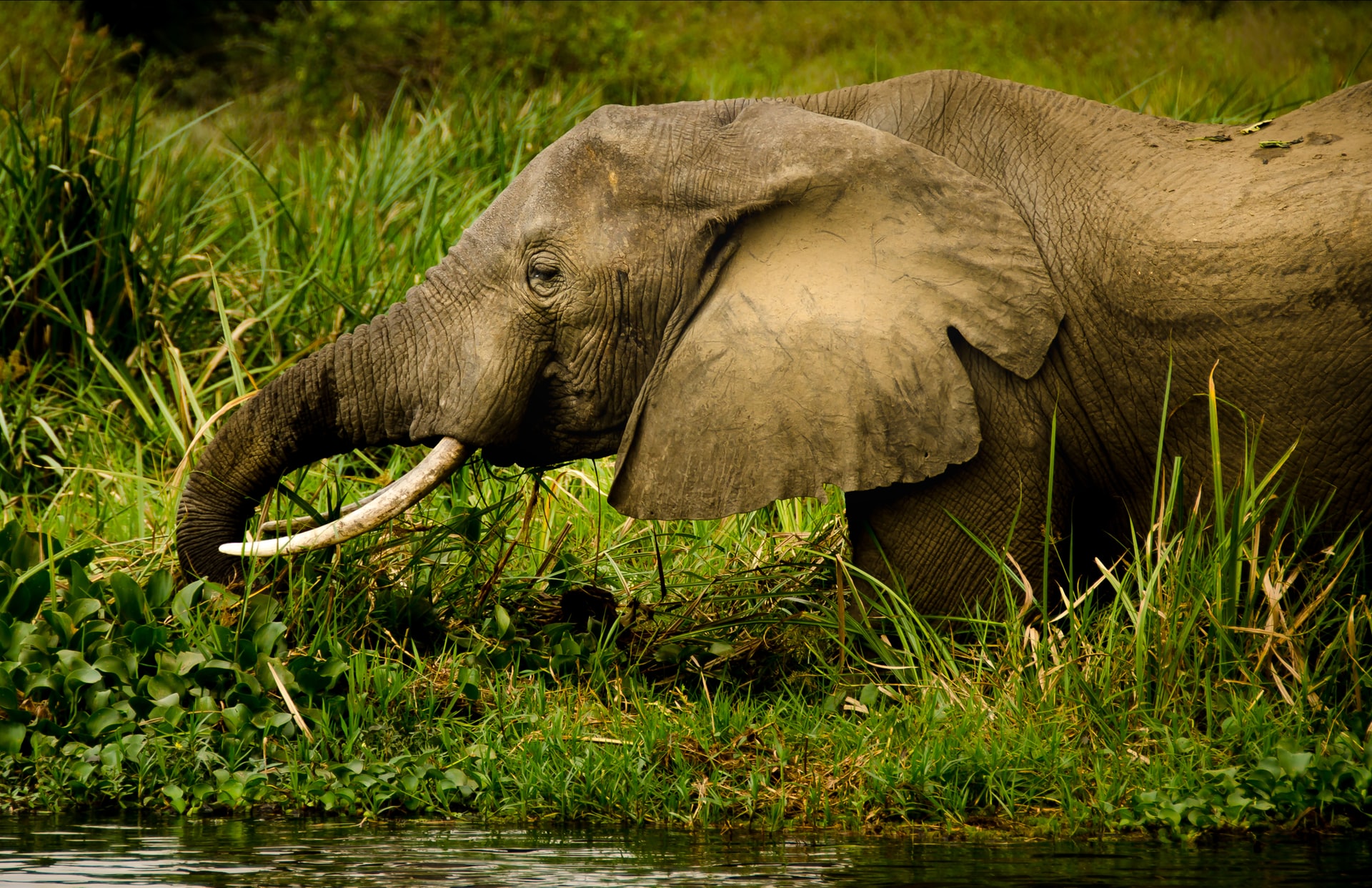 Game drives in Queen Elizabeth national park
