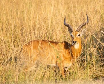 Semuliki Valley National Park UG