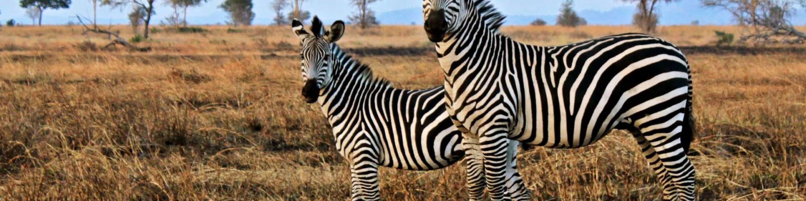 Game drives in Lake Mburo National Park