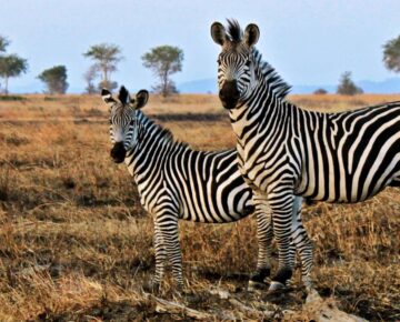 Game drives in Lake Mburo National Park