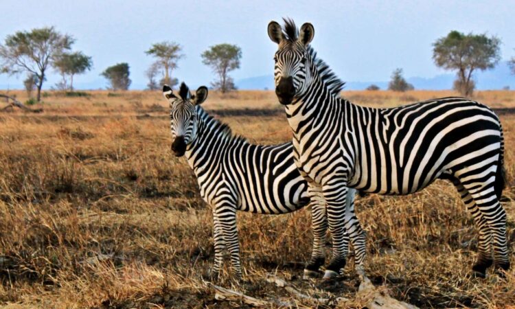 Game drives in Lake Mburo National Park