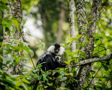Budongo Forest