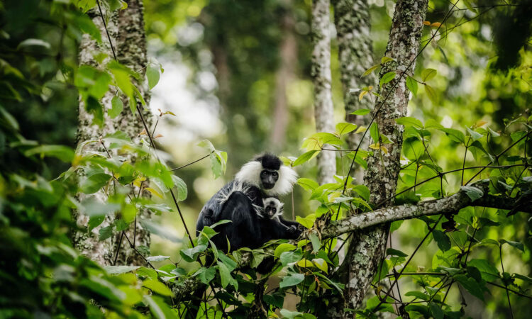 Budongo Forest