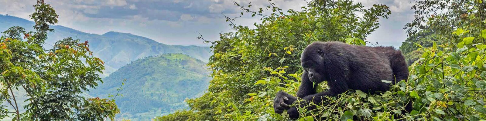 How to choose the best gorilla trekking group