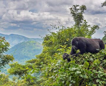 How to choose the best gorilla trekking group