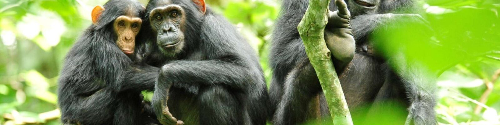 Chimpanzee Habituation Experience in Uganda