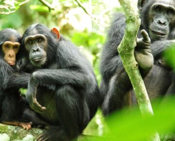 Chimpanzee Habituation Experience in Uganda