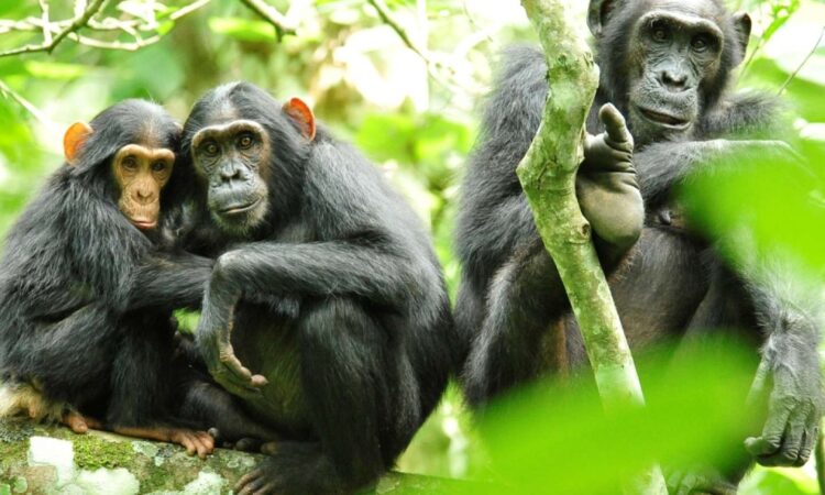 Chimpanzee Habituation Experience in Uganda