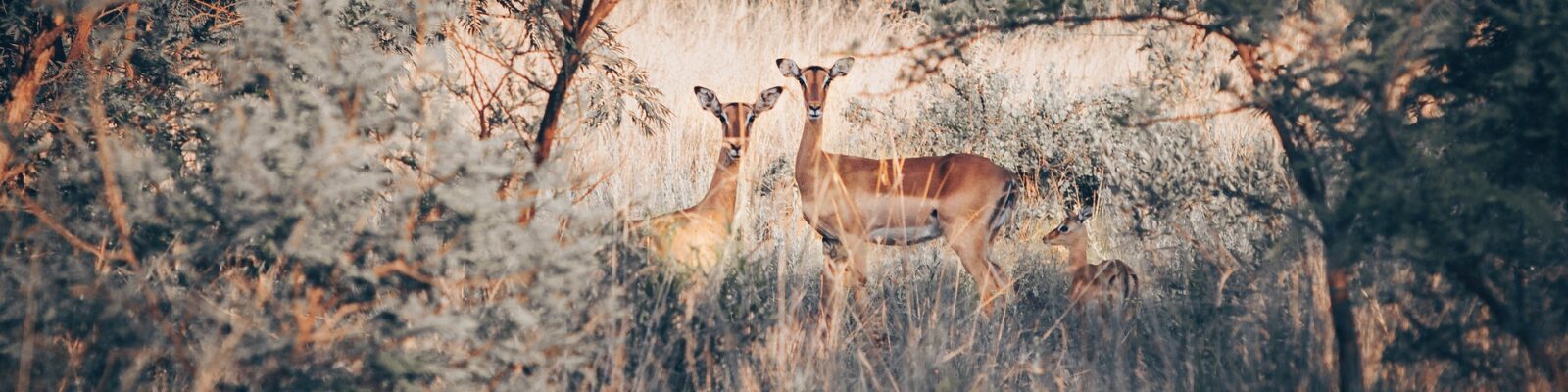 Walking Safaris in Lake Mburo