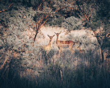 Walking Safaris in Lake Mburo