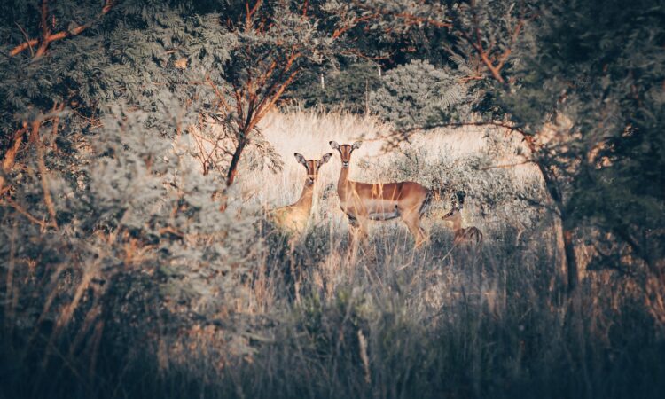 Walking Safaris in Lake Mburo