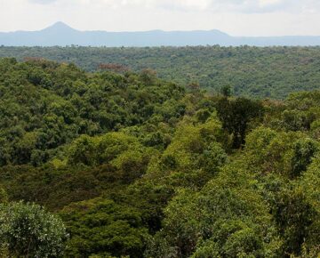 Maramagambo Forest