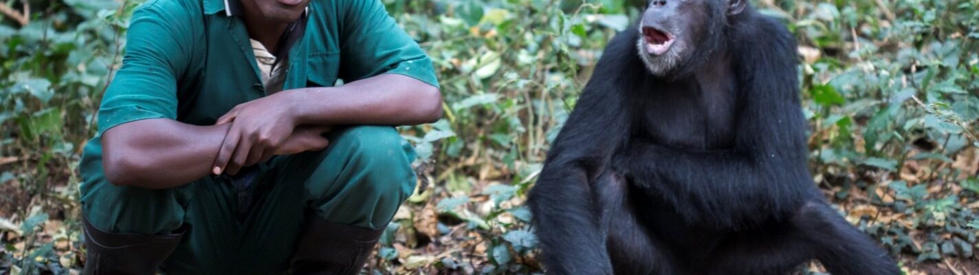 Ngamba Island Chimpanzee Sanctuary
